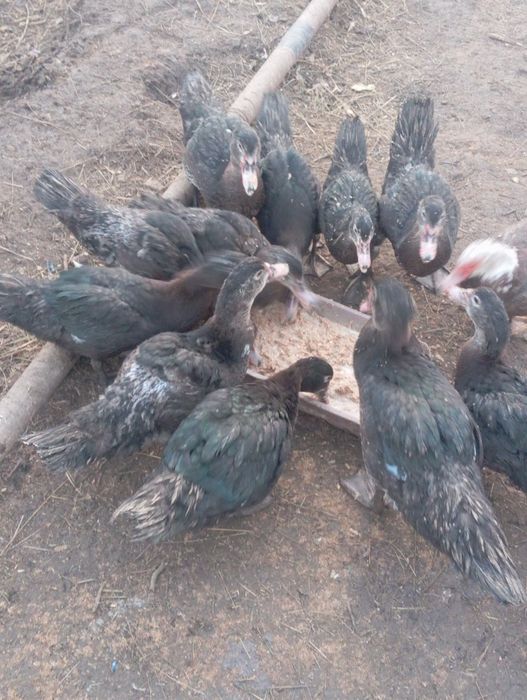 Продаю индоуток !!!молодых