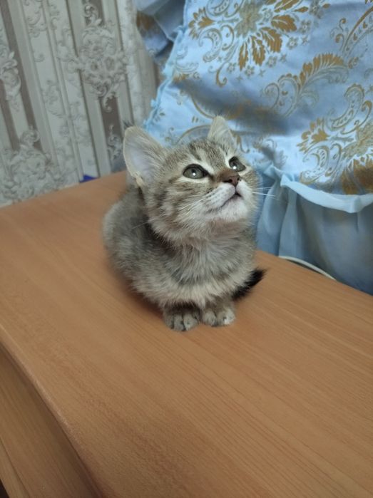 Отдаются котята в добрые ручки