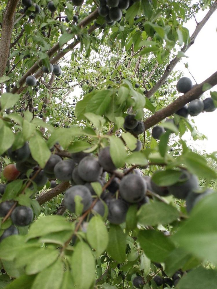 Продам Алычу разного сорта в отличном качестве