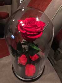 Роза в Колбе на 8 марта, Подарок на 14 февраля. День святого Валентина