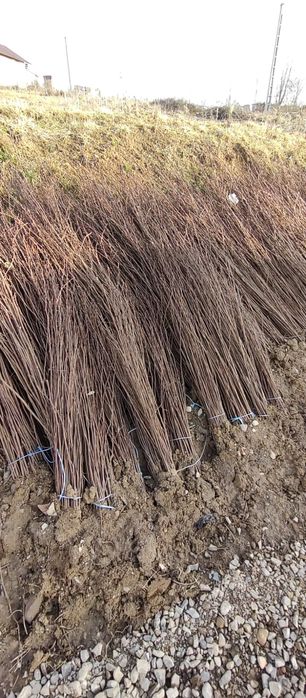 Puieți salcâm frasin tei fag carpen stejar mesteacăn plop brad molid