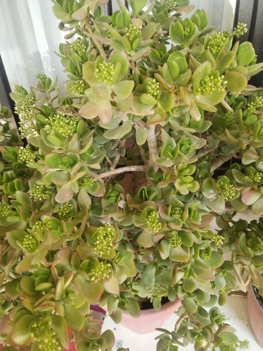 Dollor gullar sotiladi. Доллар продаётся.