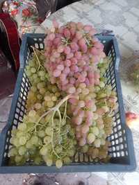 Продам саженцы винограда