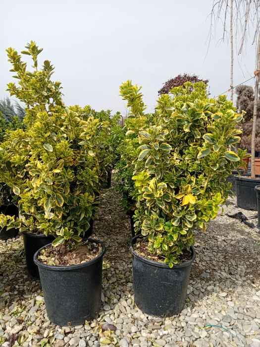 Plante ornamentale