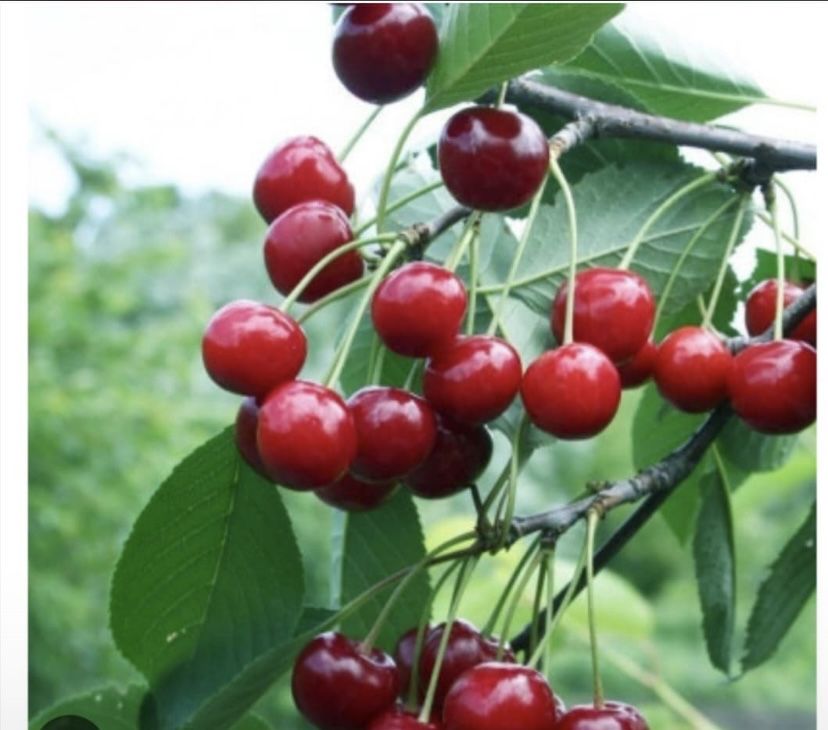 Продам Малину , Смородину , Вишню