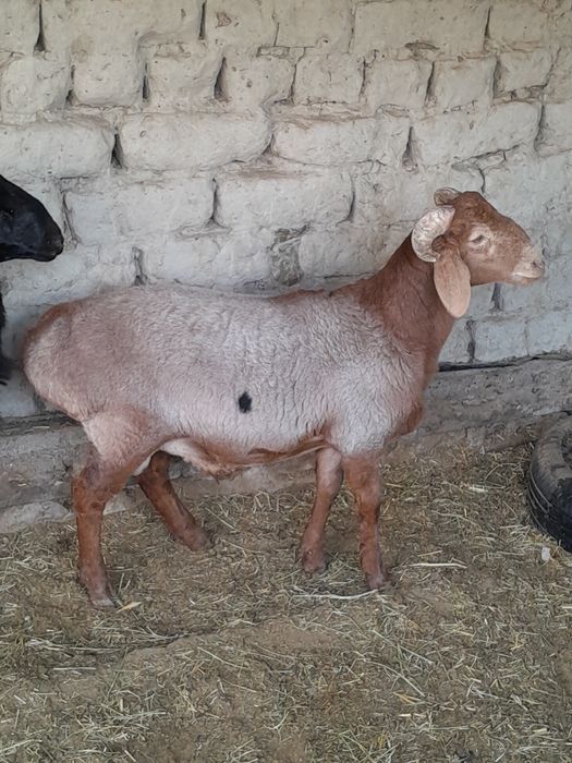 Кучкорлар сотилади