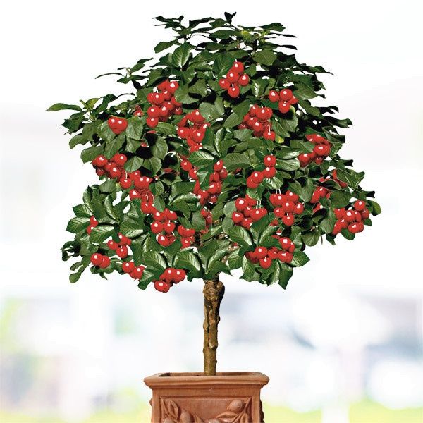 Pomi Pitici DWARF ( CIREȘ )