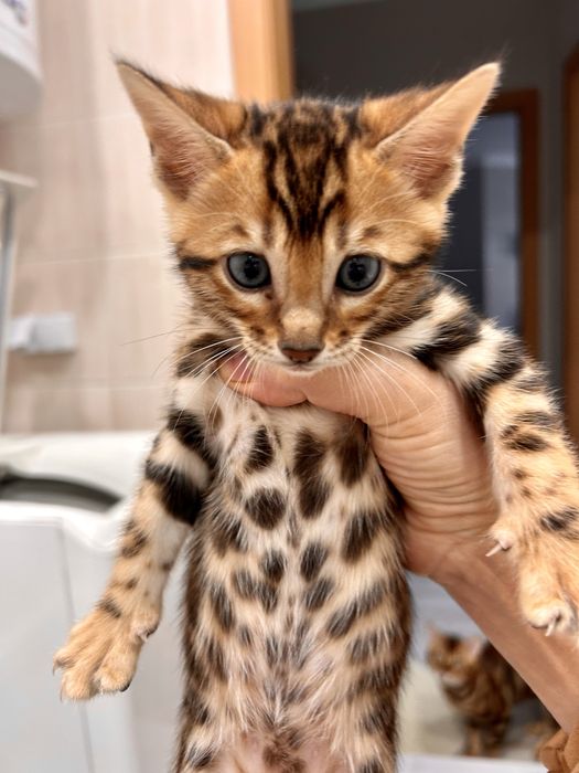 Бенгалско коте, момче