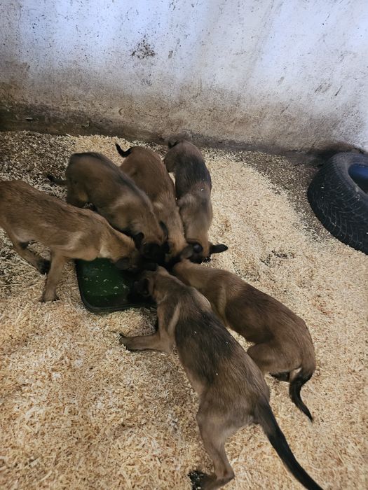 Продавам кученца белгийска овчарка