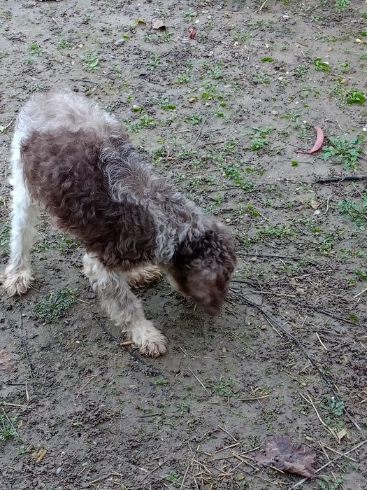 продавам кученца лагото-кокер