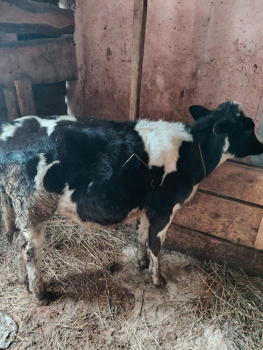 De vânzare vițel de  5 luni