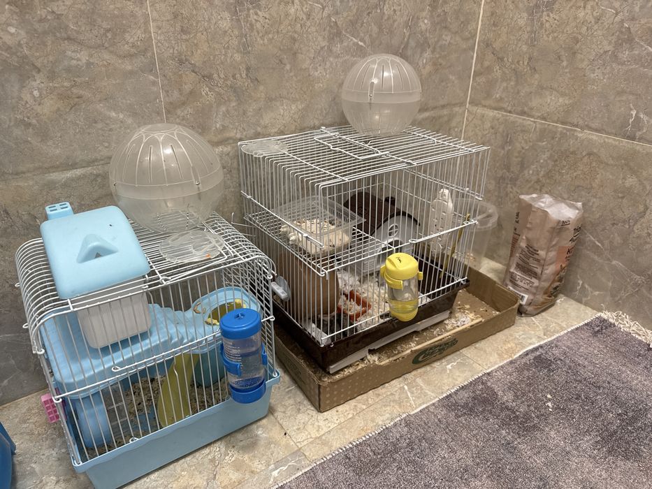 Семья хомяки продаем, пять штук