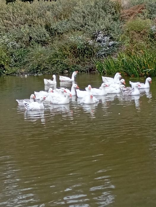Vind gâște rominesti