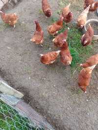 Домашни яйца и кокошки носачки