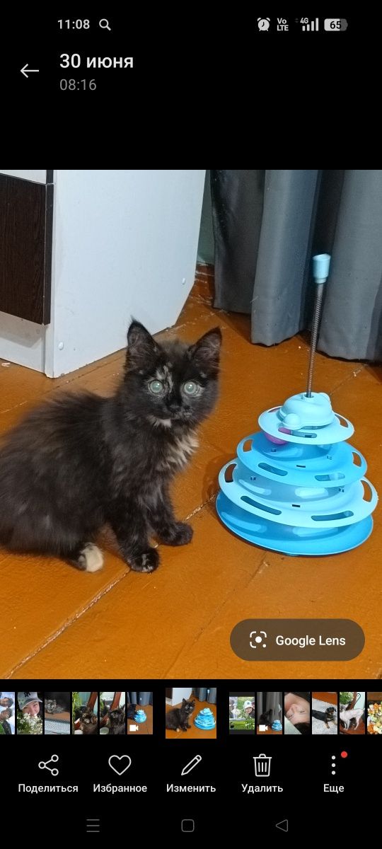 Отдам котенка кошечку два месяца