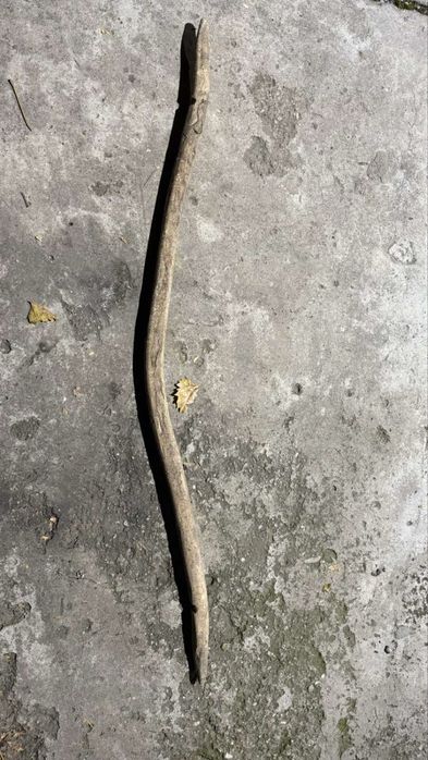 Кобилица антична