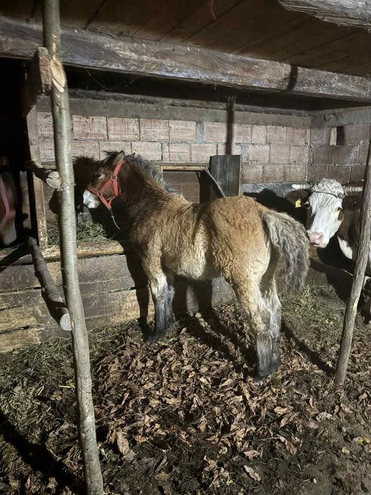 Vând mânz de 6 luni