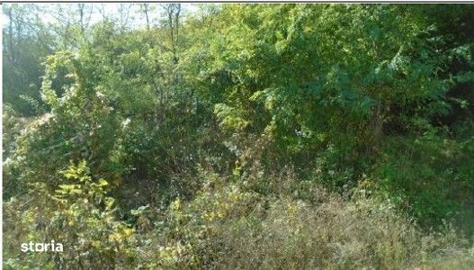 Teren extravilan  Tamboesti    ; ID: R2832805