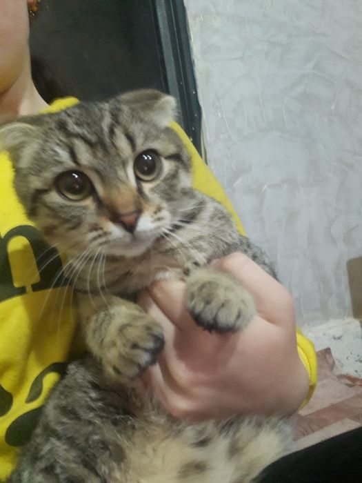 Шотландский вислоухий Кошка