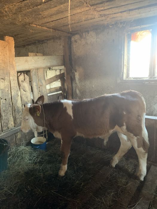 Vițel de vacă bălțată