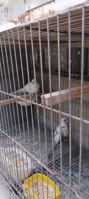 Диамантени гугутки
