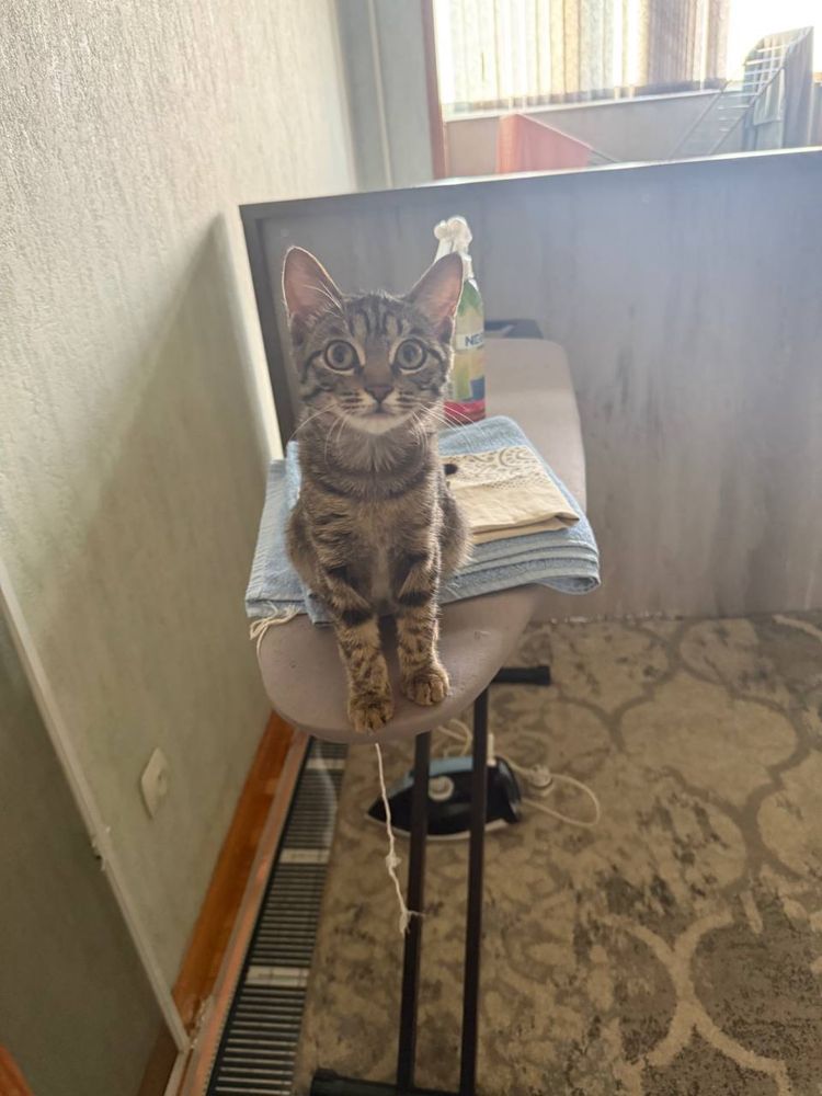 Полосатой котенок ищет семью