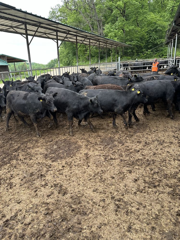 Vand vitele angus