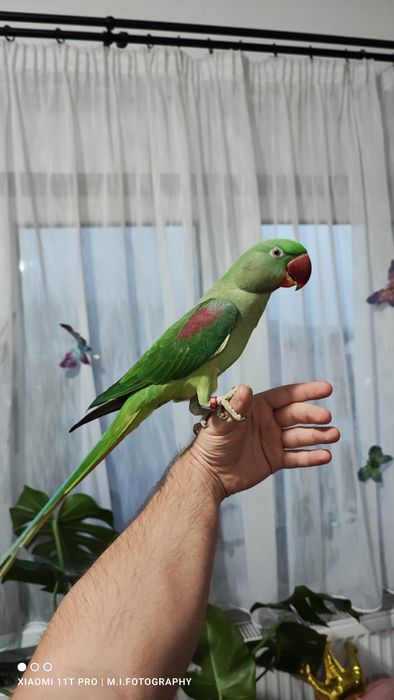 Femela Marele Alexandru tânără