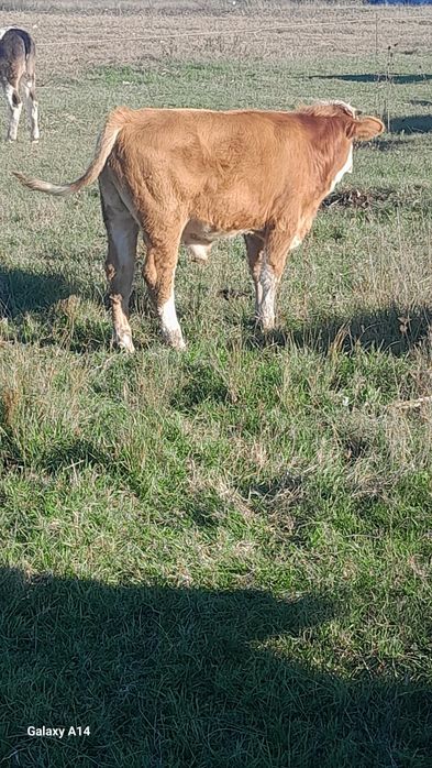 Se vand 2 vitei şi o vitea.