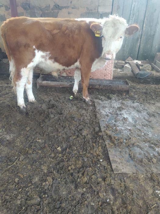 обмен телки, бычок