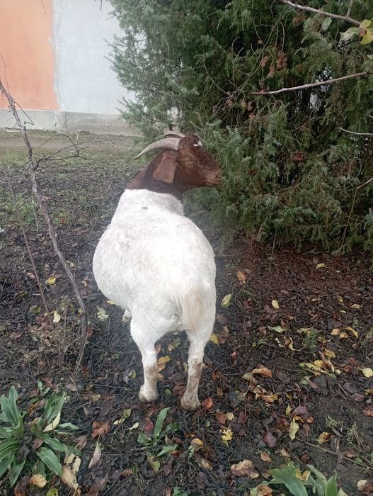 Capre și iezi boer de vânzare