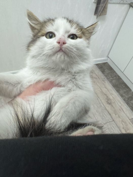 Котенок девочка 4-5 месяцев срочно ищет дом!