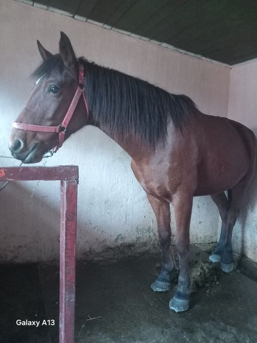 Vând iapa și armăsar