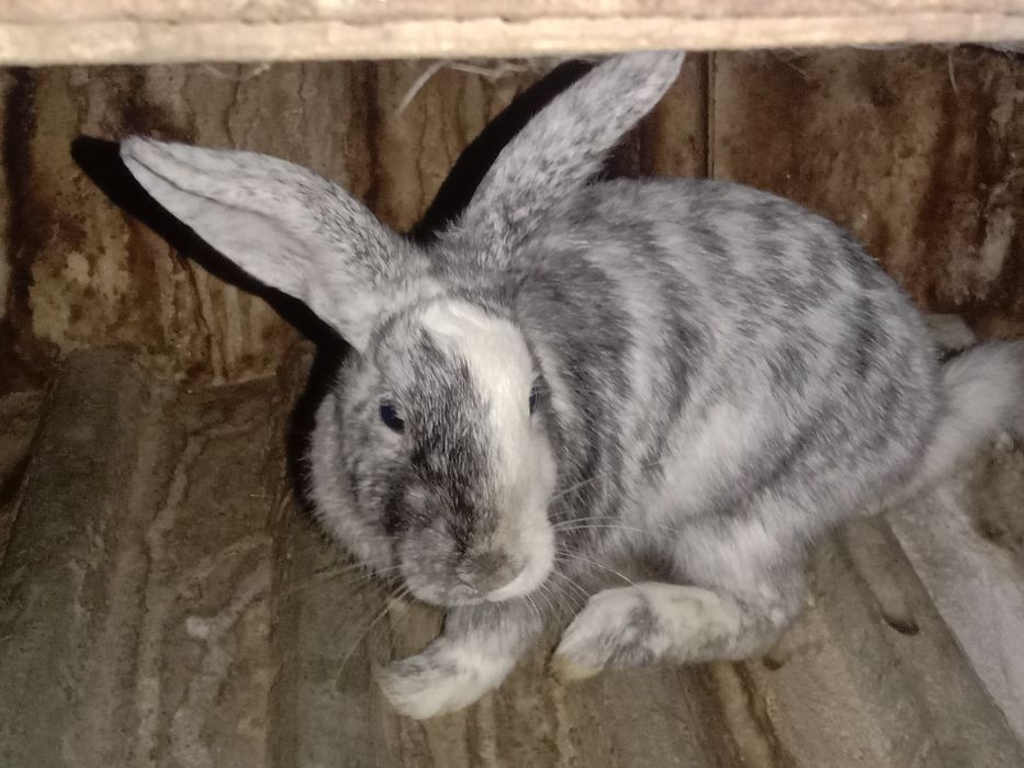Продам кролика породы японский сатин самка ей 4 месяцев