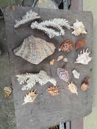 Colectie corali și scoici