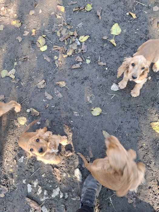 Кученца английски кокершпоньол