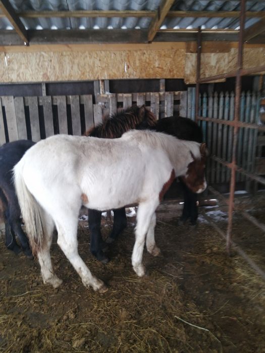 Продам Жеребят 2 девочки 1мальчик