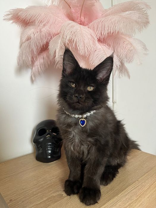 Baietel Maine Coon black smoke PEDIGREE