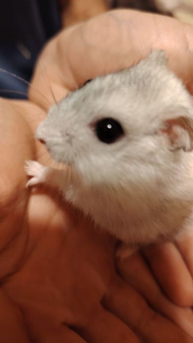 Ofer spre adoptie responsabila