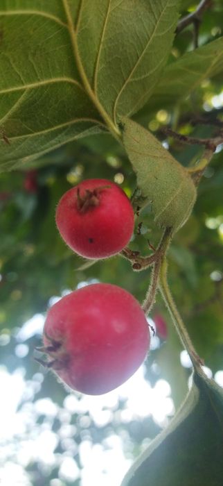 продам плоды боярышника