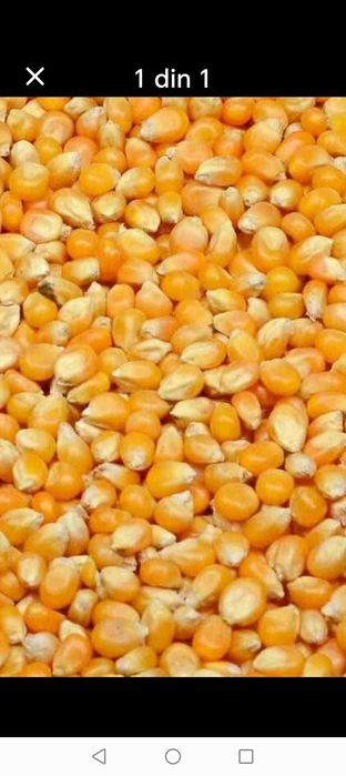 Vând porumb boabe