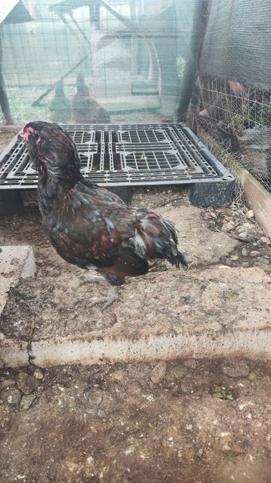 Cocos araucana din iunie