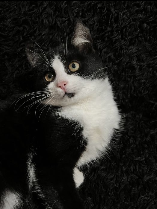 Pisici pentru adoptie