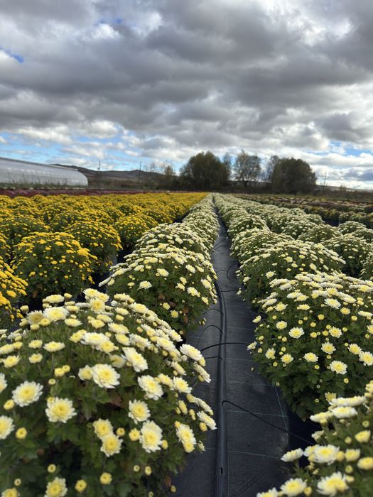 Crizanteme EnGros/Angro de Vanzare