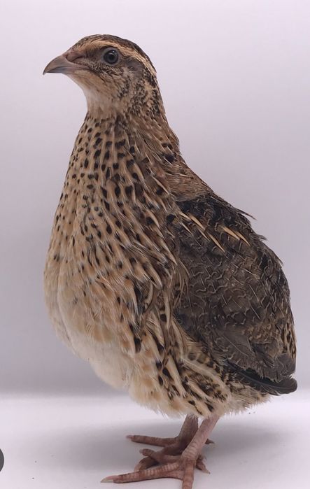 Tozalangan bedana goshti sotiladi