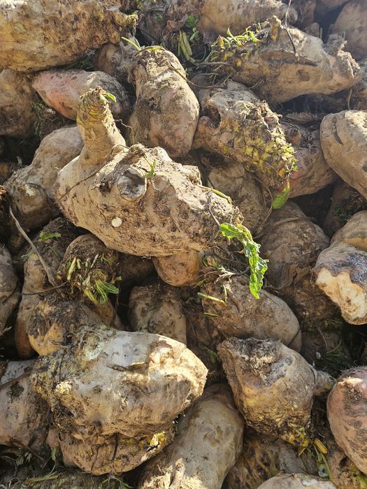 Лавлаги ем учун ва бошка максадлар учун