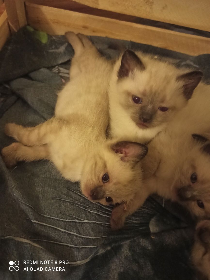 Сиамские котята.