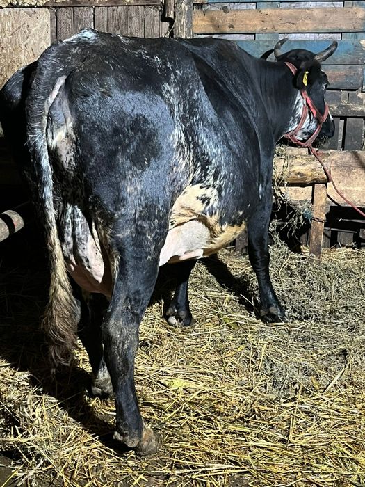 Vând văcuțeeeeeee