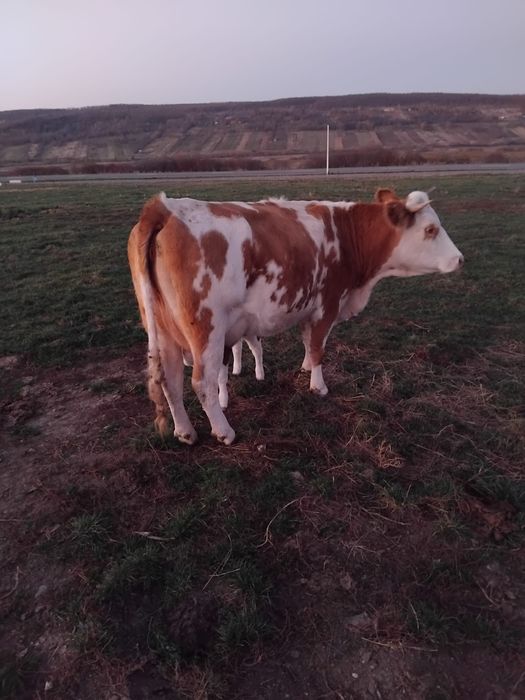 Vaca la prima fatare