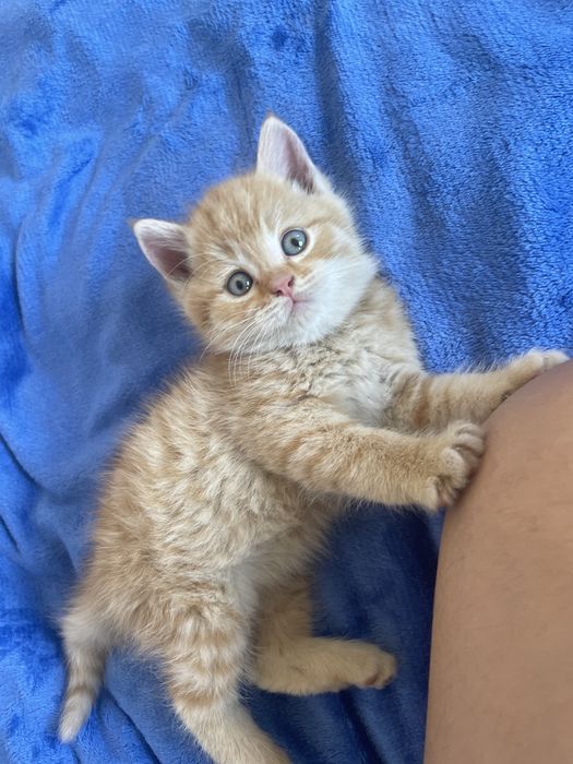 Продается котенки 2 месяц